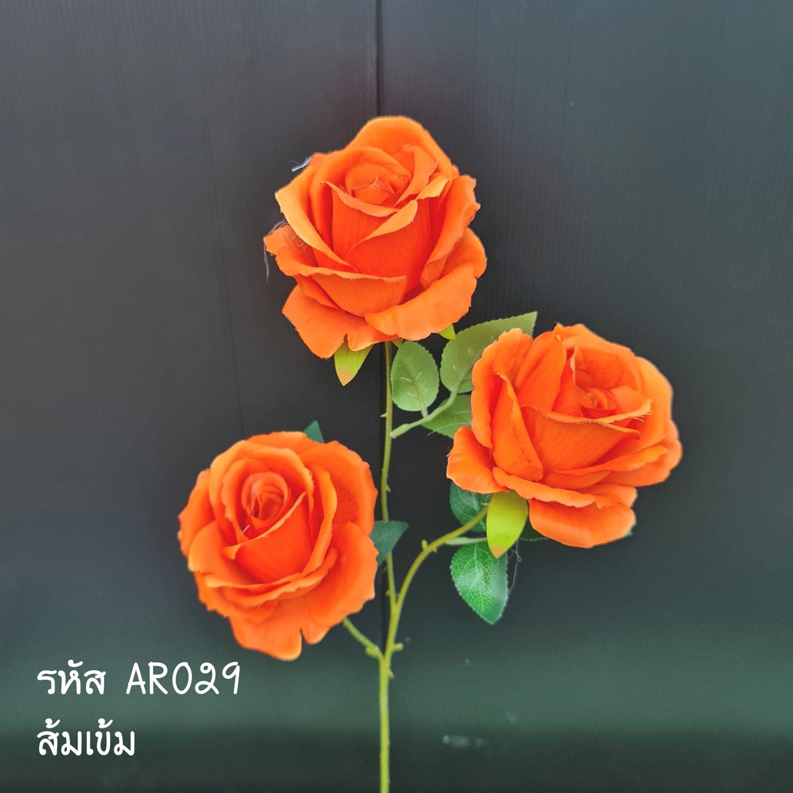 กุหลาบ 3บาน (AR2), Rose (3 open heads) — graduated petal tones running from a deep heart to a softer edge.