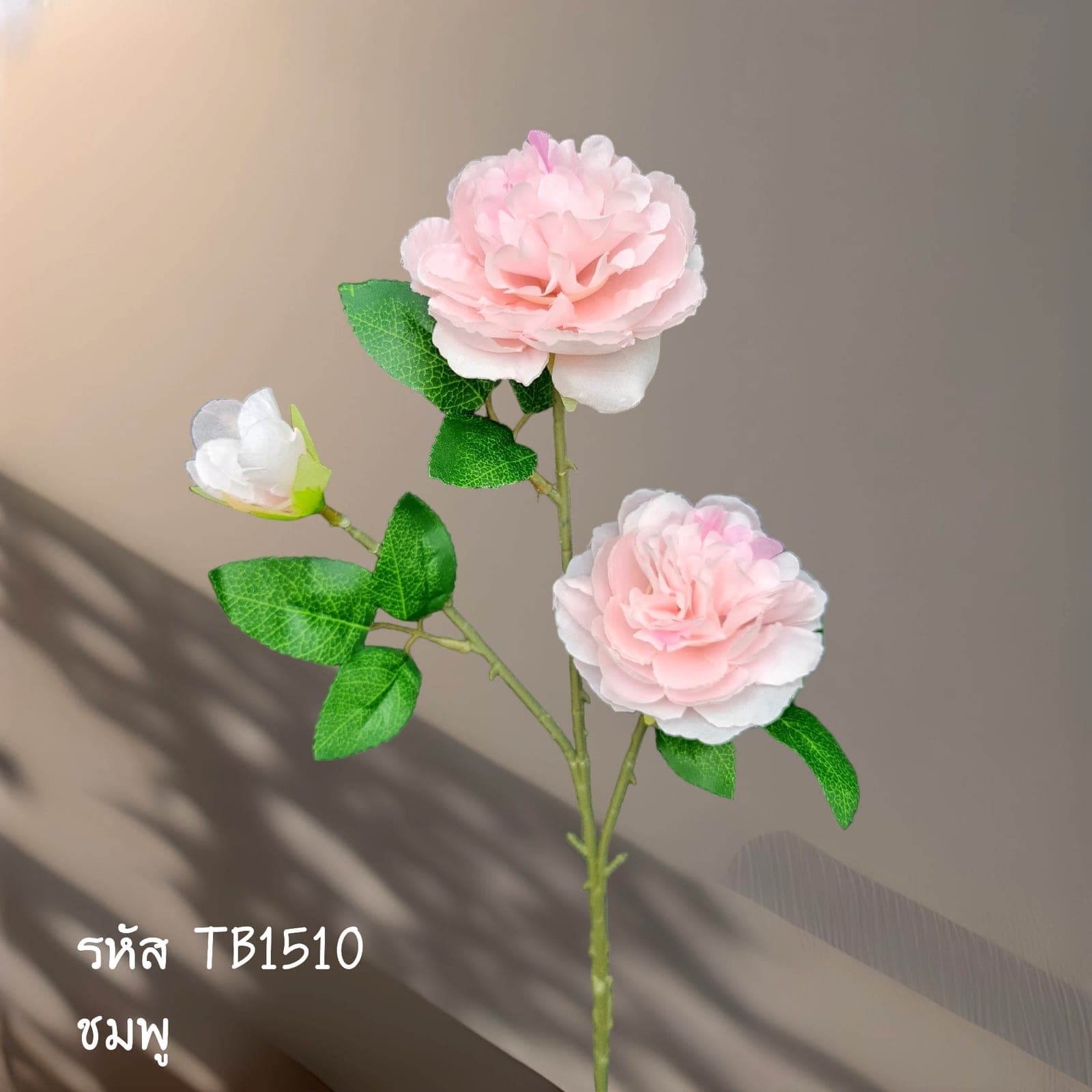 เรนัน (TB15), Spring bloom — fresh tones and an opened form carrying a warm spring mood.