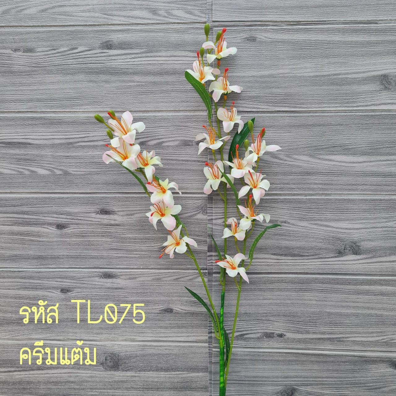 ฟรีเซีย (TL7), Freesia — blooms arching off a slender stem in a delicate sweep.