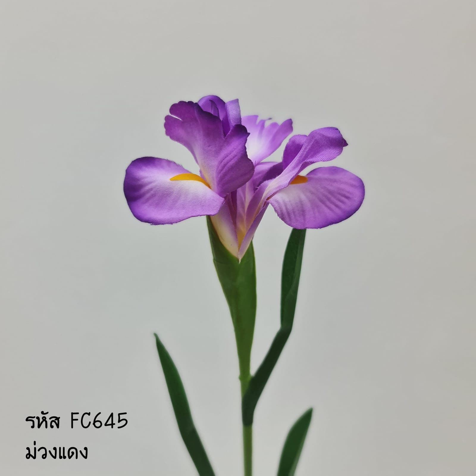 ไอริส (X51DOAF), Iris — wing-like petals on a tall stem for a sharp, drawn line.