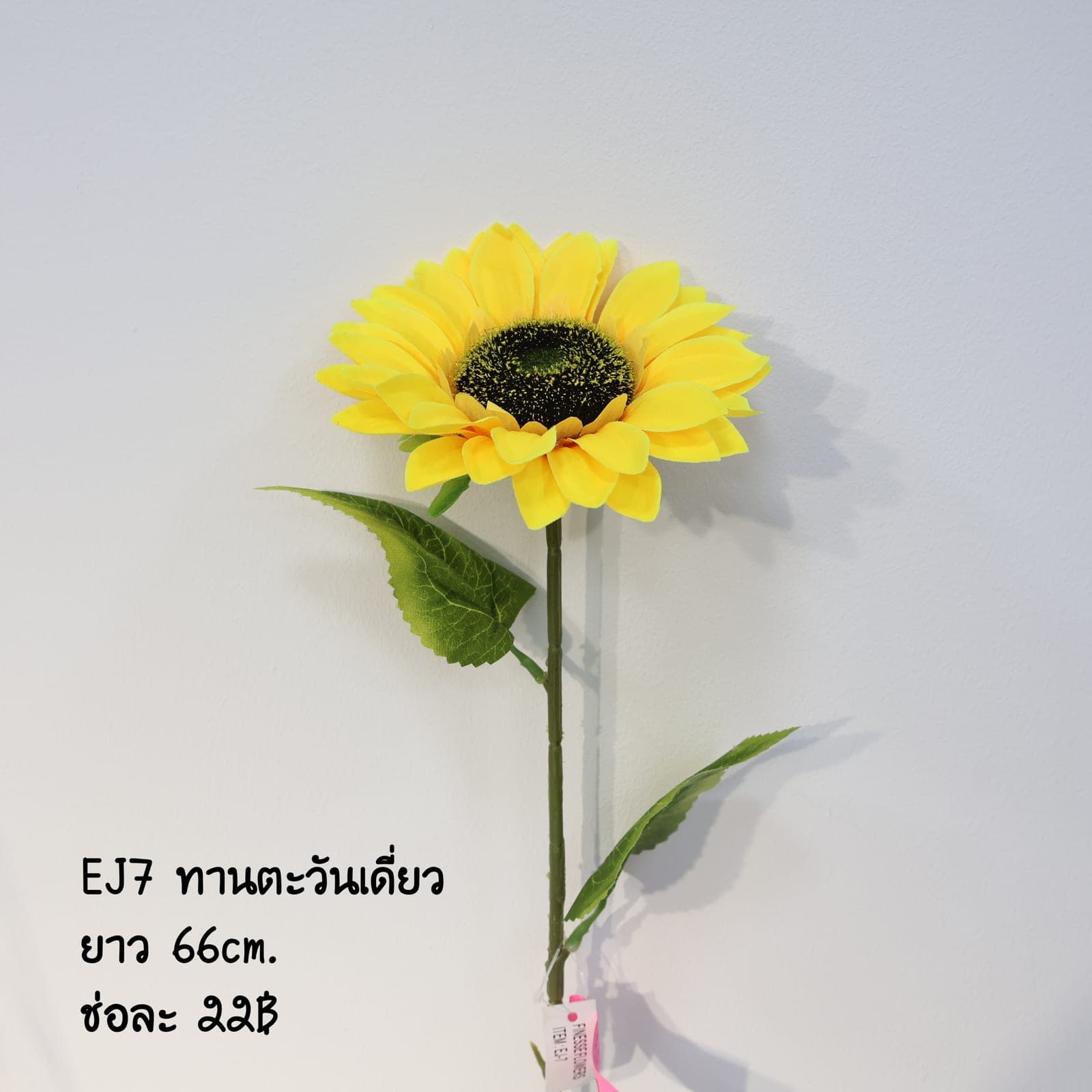ทานตะวันเดี่ยว (EJ07), A single-stem sunflower — a dark seed disk ringed by saturated golden ray petals.