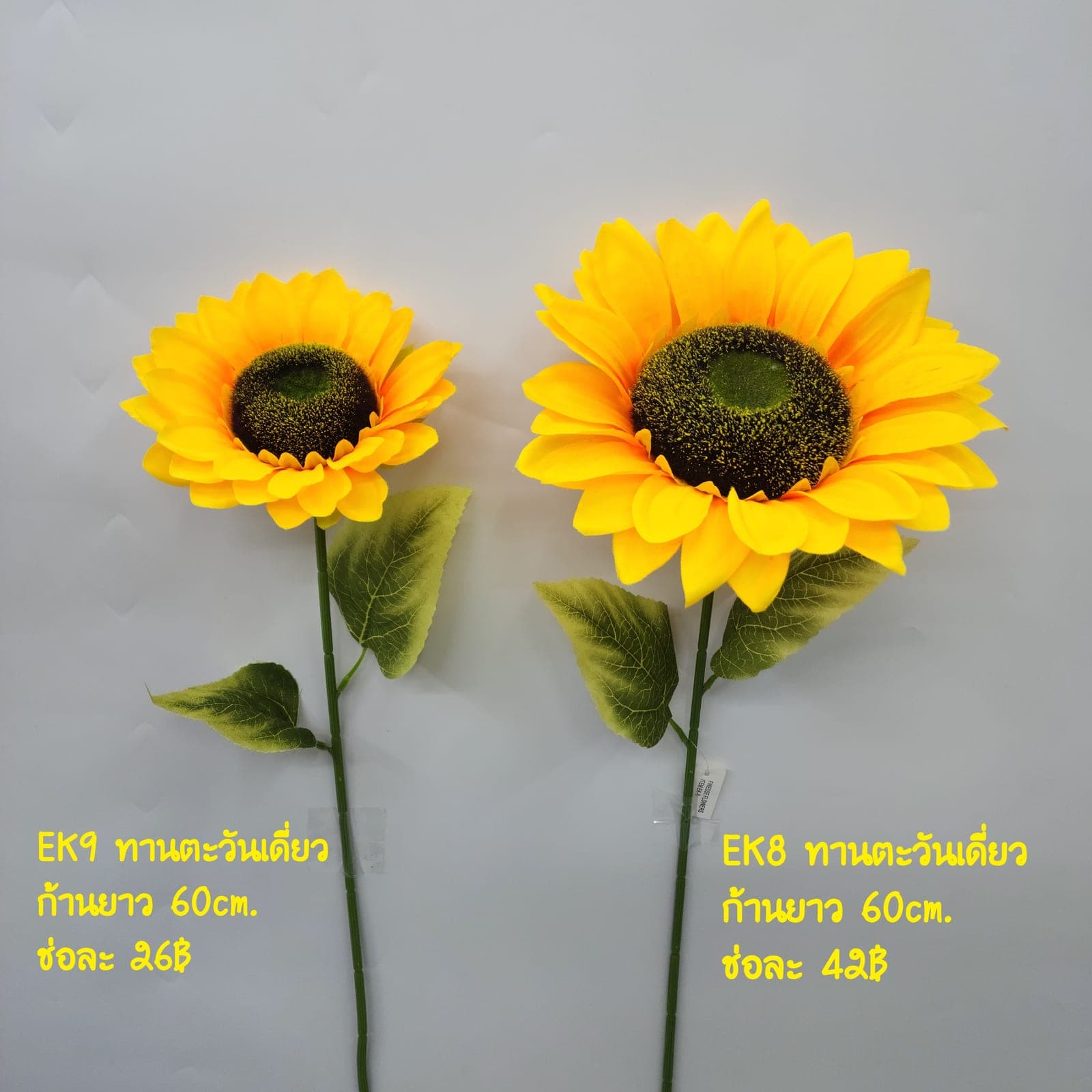 ทานตะวันเดี่ยว (EK08), A single-stem sunflower — golden petals fanning out from a deep, brooding centre.