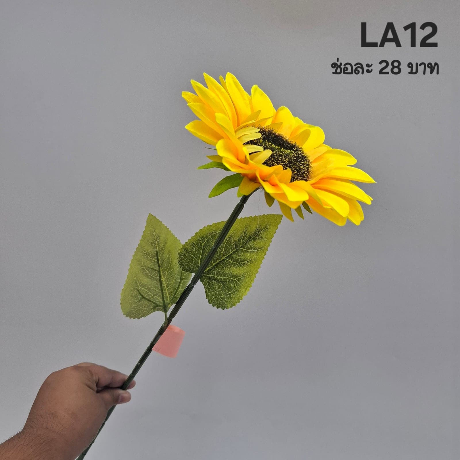 ทานตะวันเดี่ยว (LA12-13), A single-stem sunflower — a dark seed disk ringed by saturated golden ray petals.
