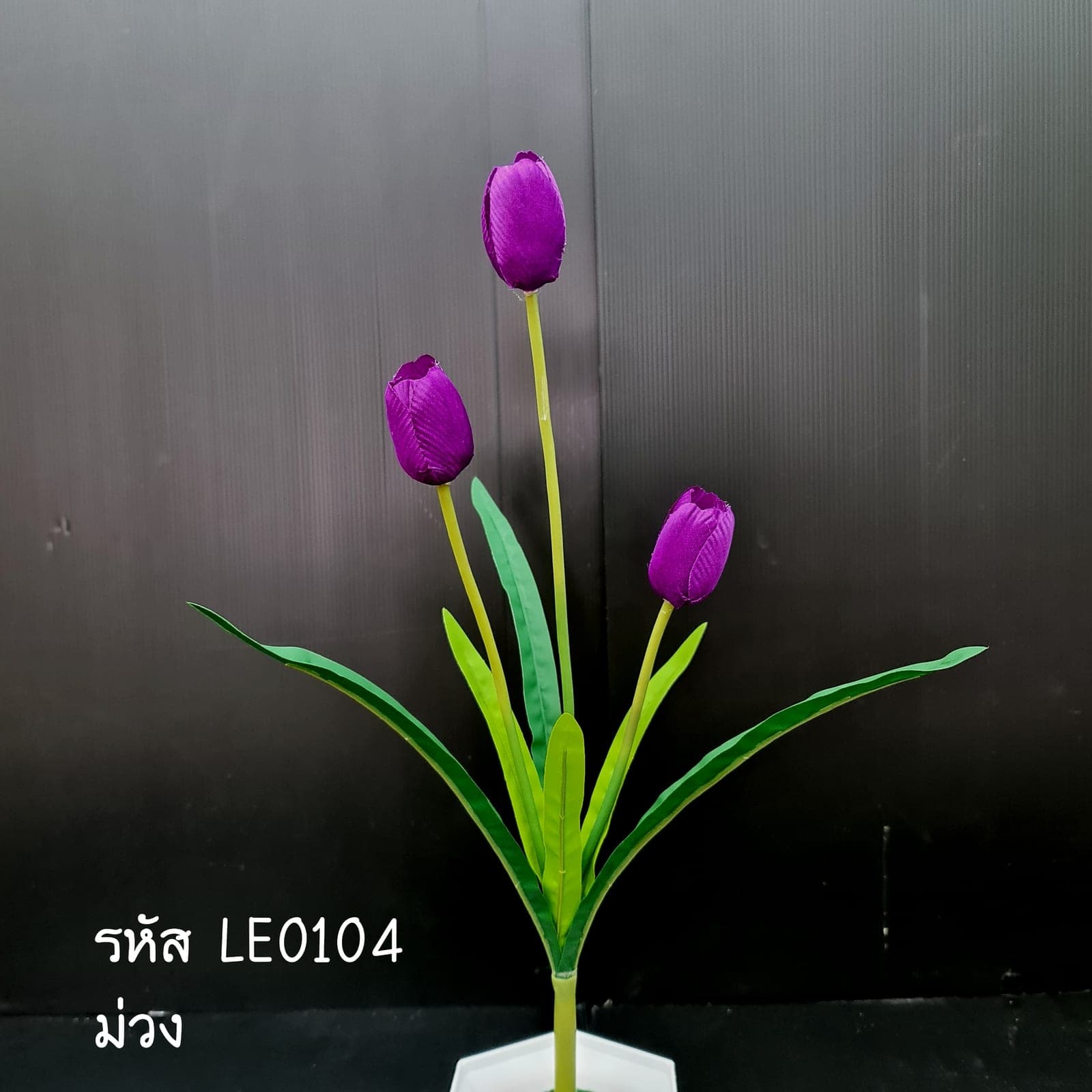ทิวลิป (LE1), Tulip — soft petals that catch and diffuse light.