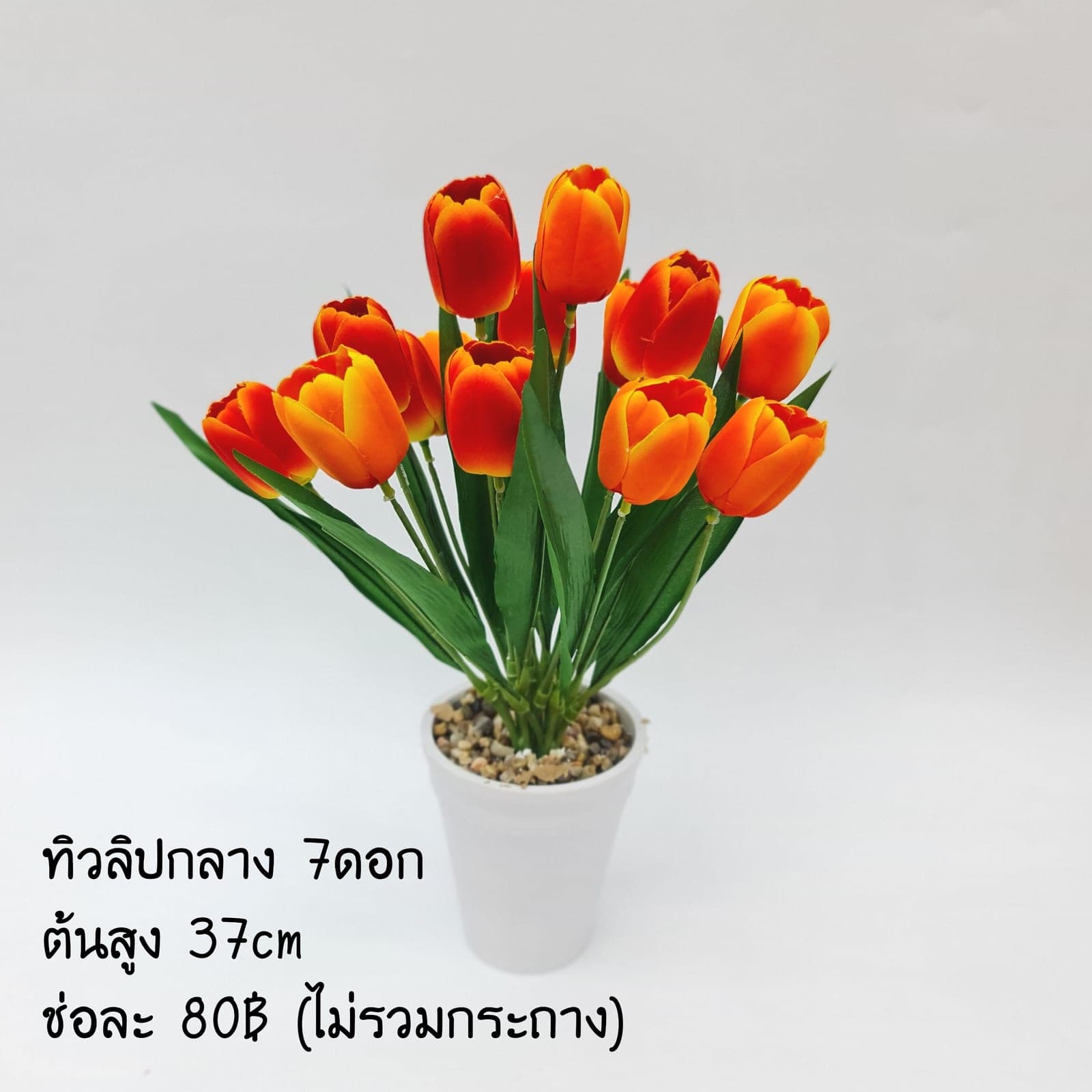 ทิวลิปกลาง (XCQ7J1M), Tulip — soft petals that catch and diffuse light.